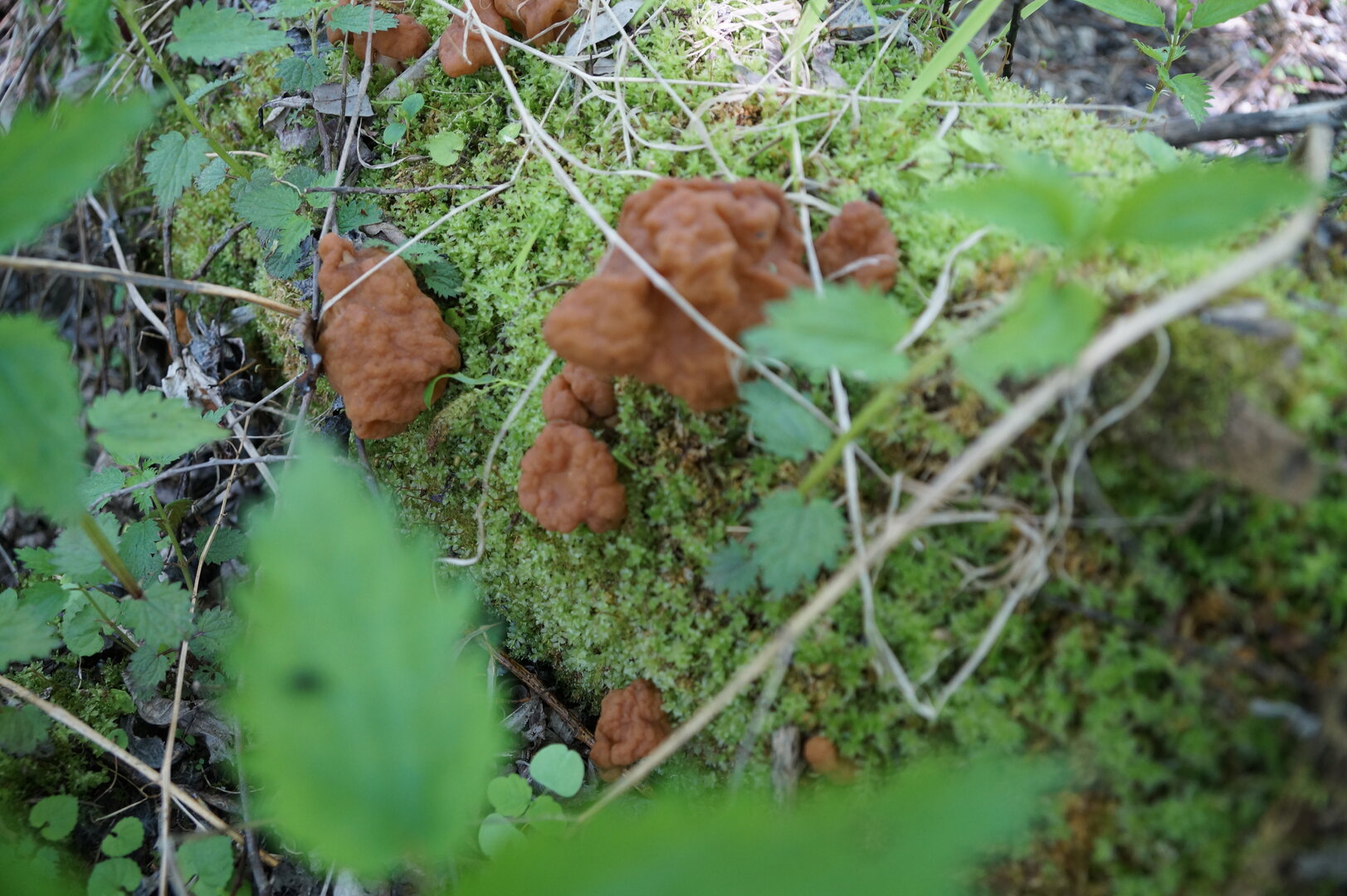 DSC00754.JPG