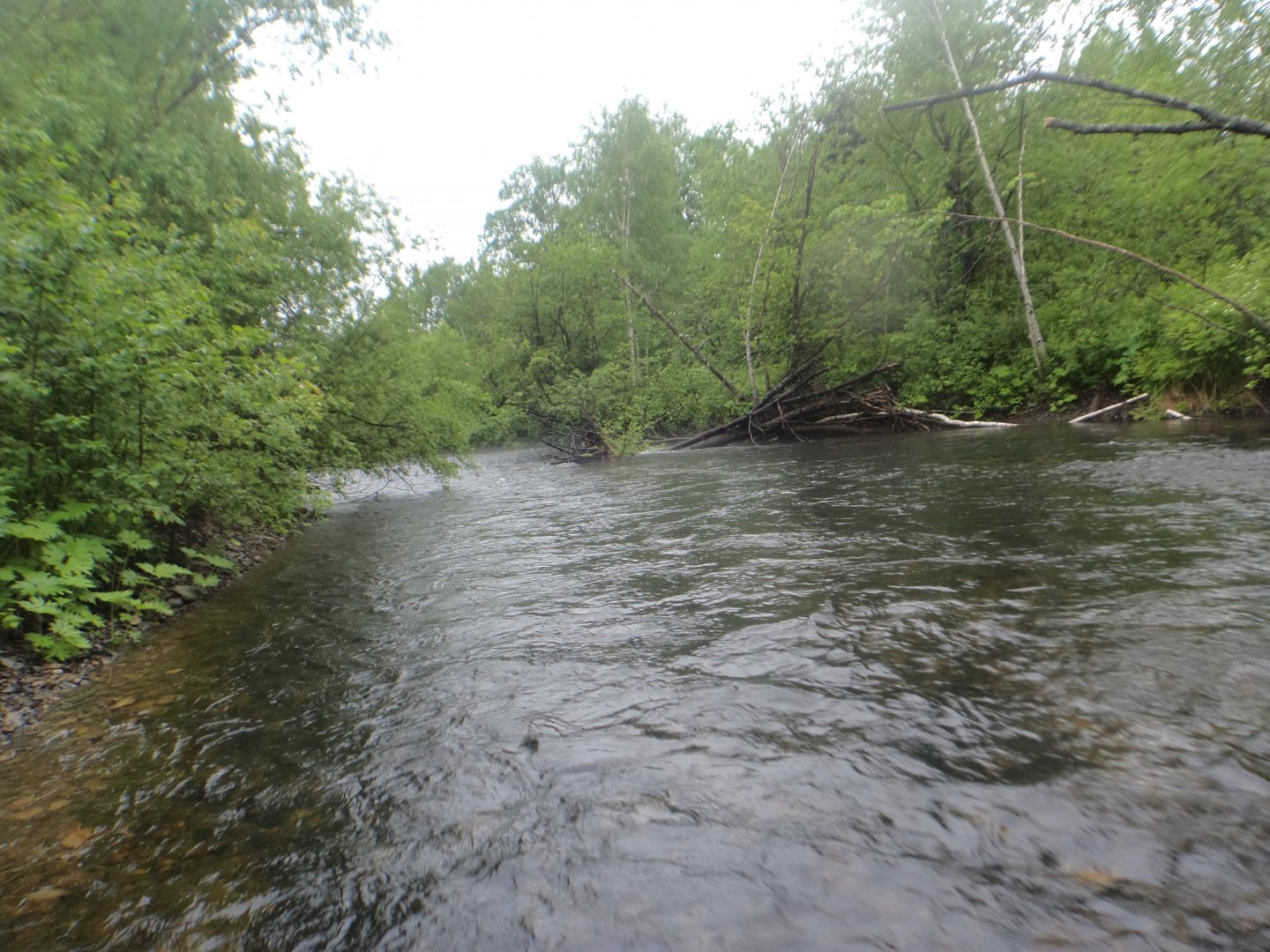 DSC00803.JPG