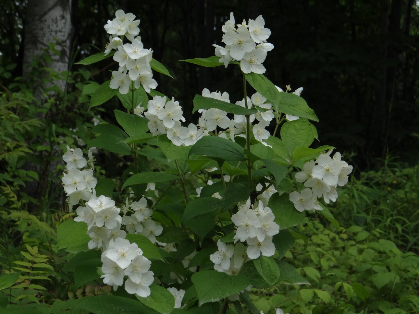 DSC00826.JPG