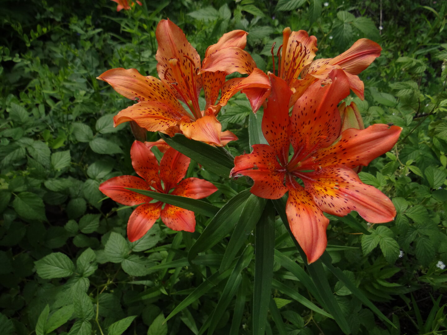 DSC00842.JPG