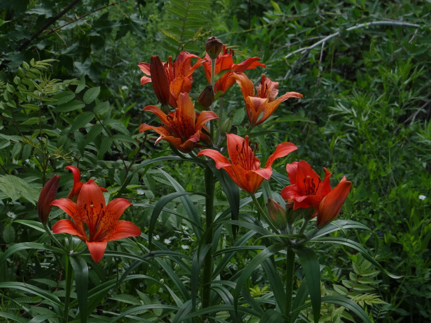 DSC00843.JPG