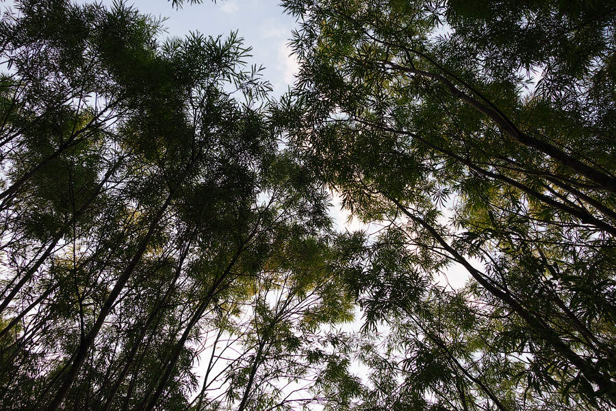 DSC00882.jpg
