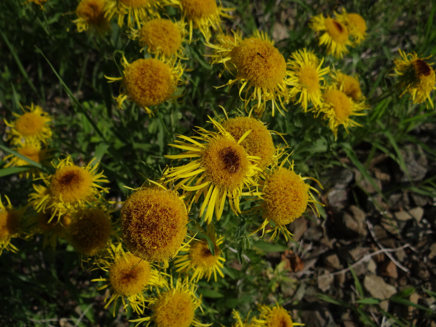 DSC00900.JPG