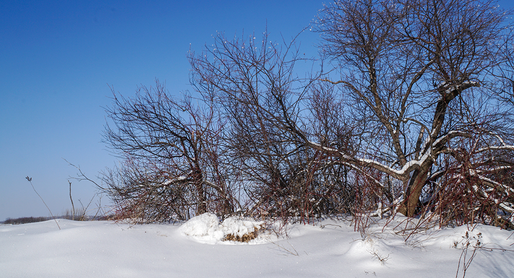 DSC01016_1000.jpg