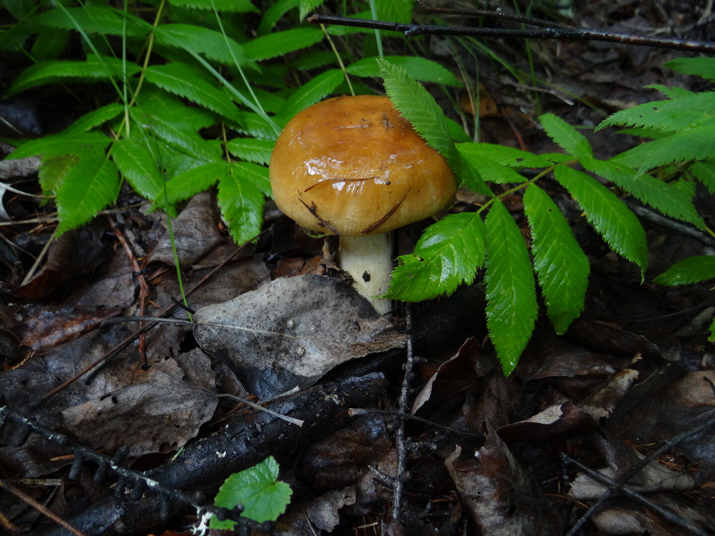 DSC01067.JPG