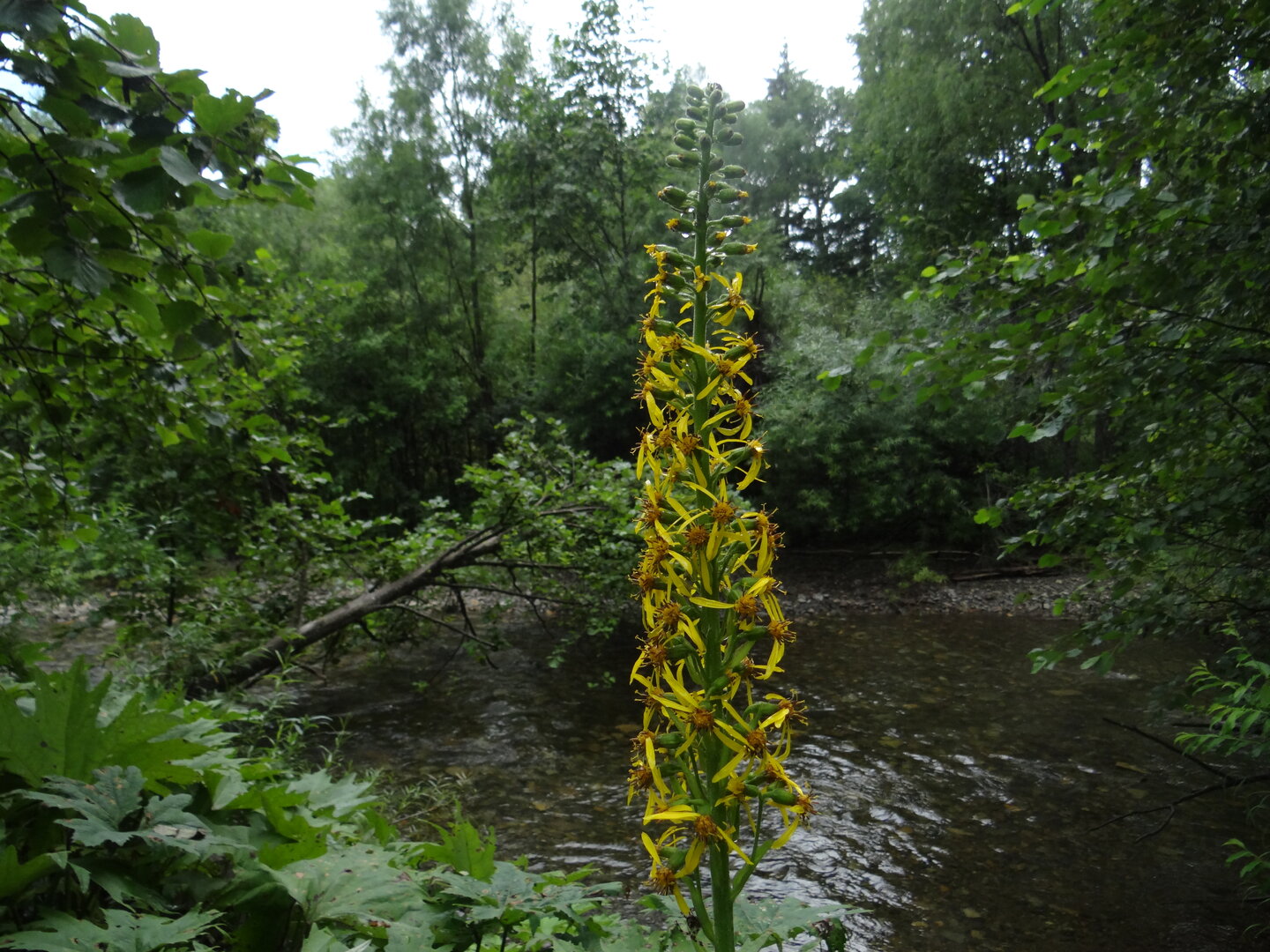 DSC01074.JPG