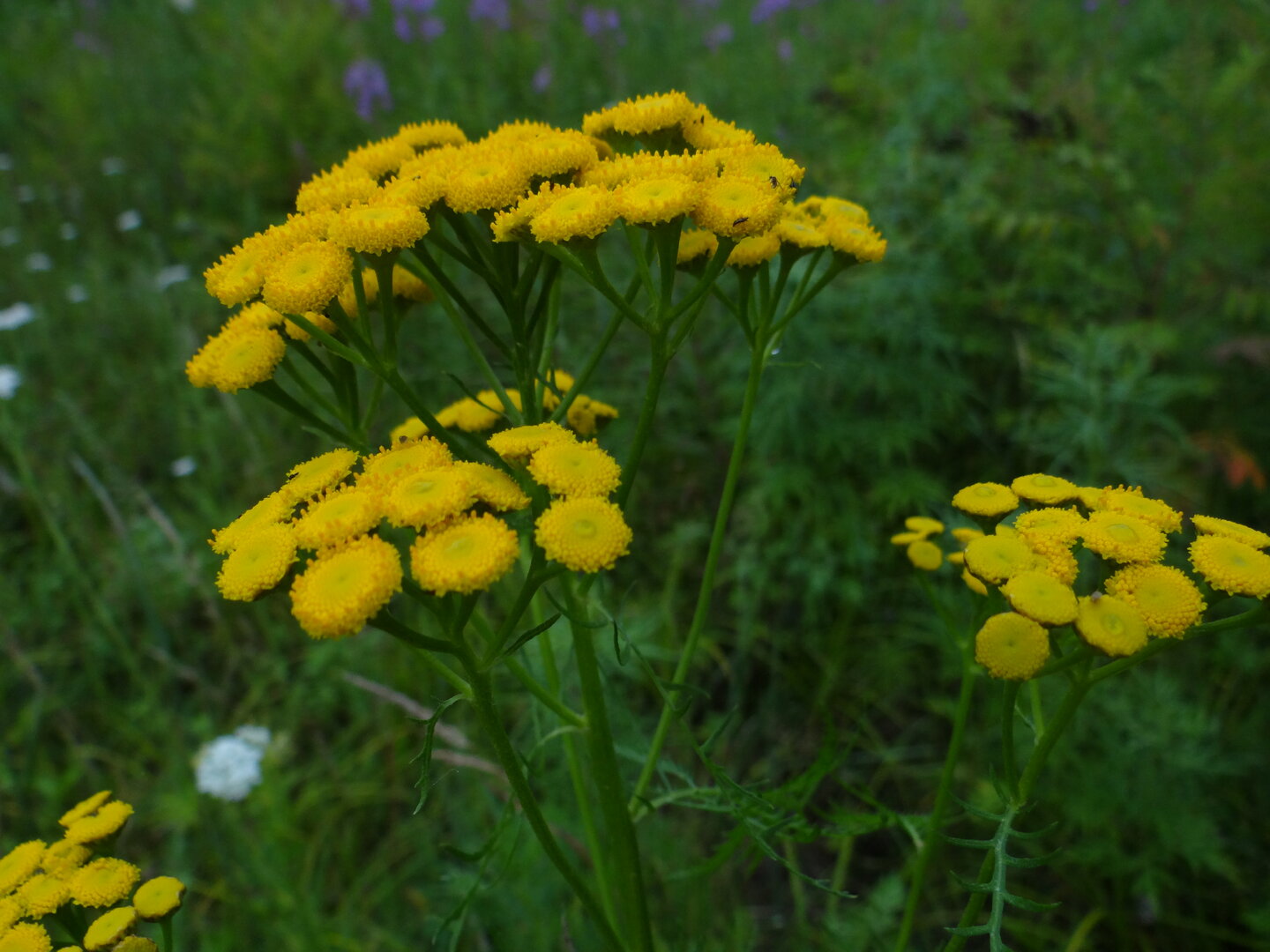 DSC01076.JPG