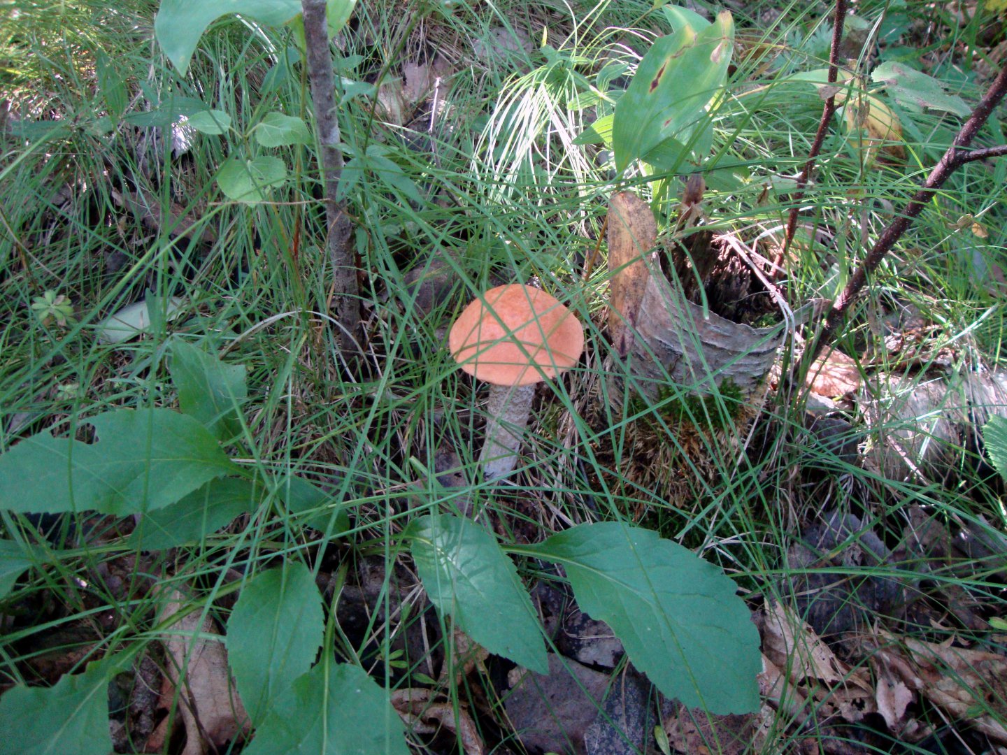 DSC01087.JPG