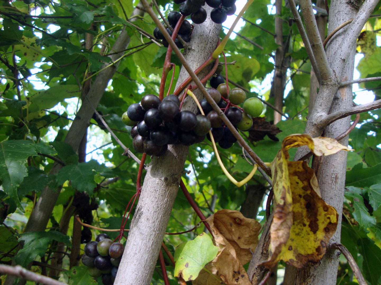 DSC01092.JPG