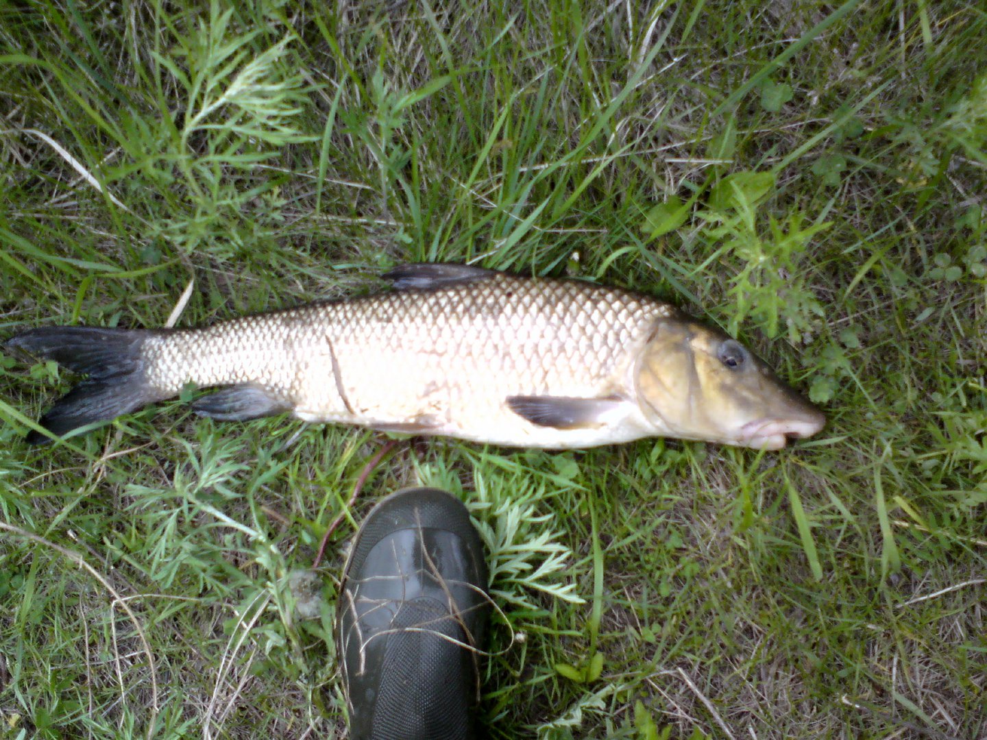 DSC01132.JPG