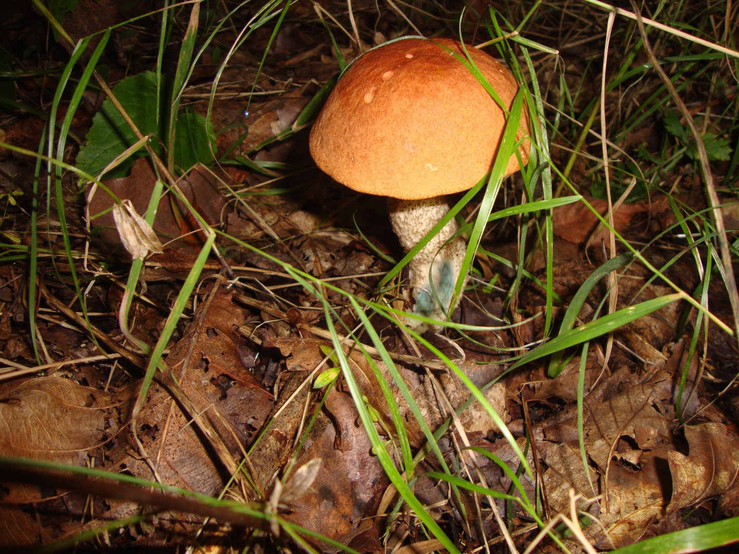 DSC01158.JPG