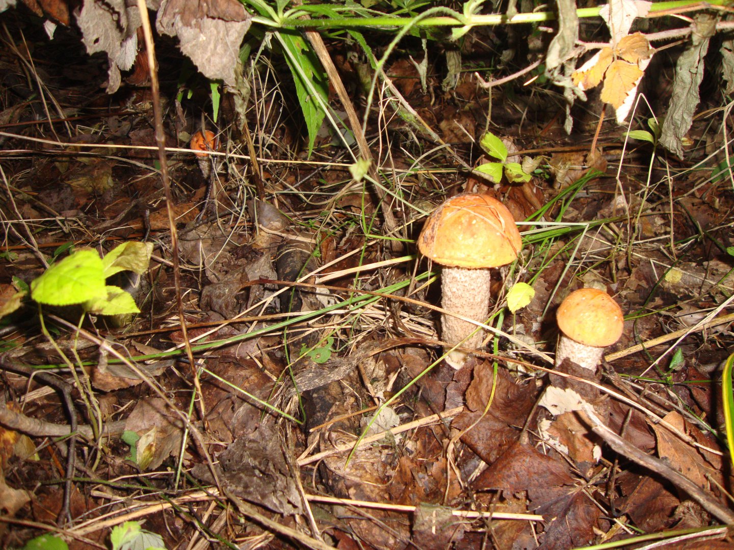 DSC01159.JPG