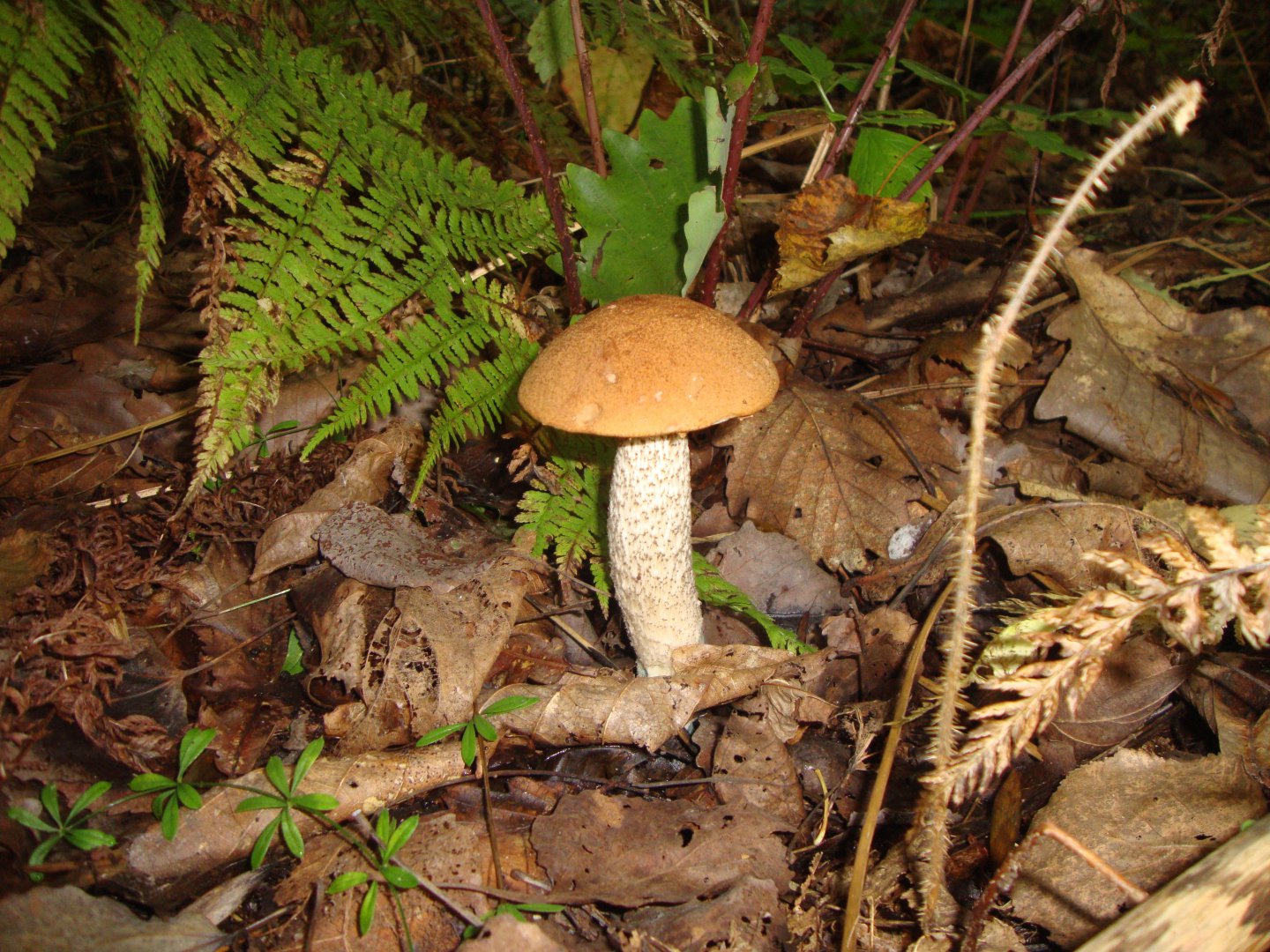 DSC01162.JPG