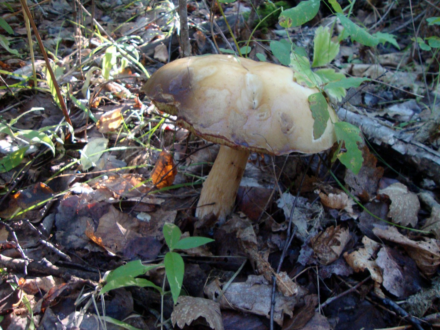 DSC01166.JPG