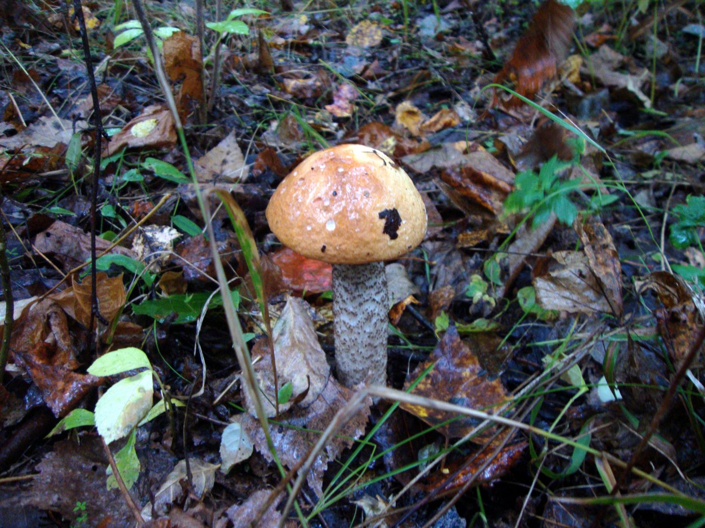 DSC01200.JPG