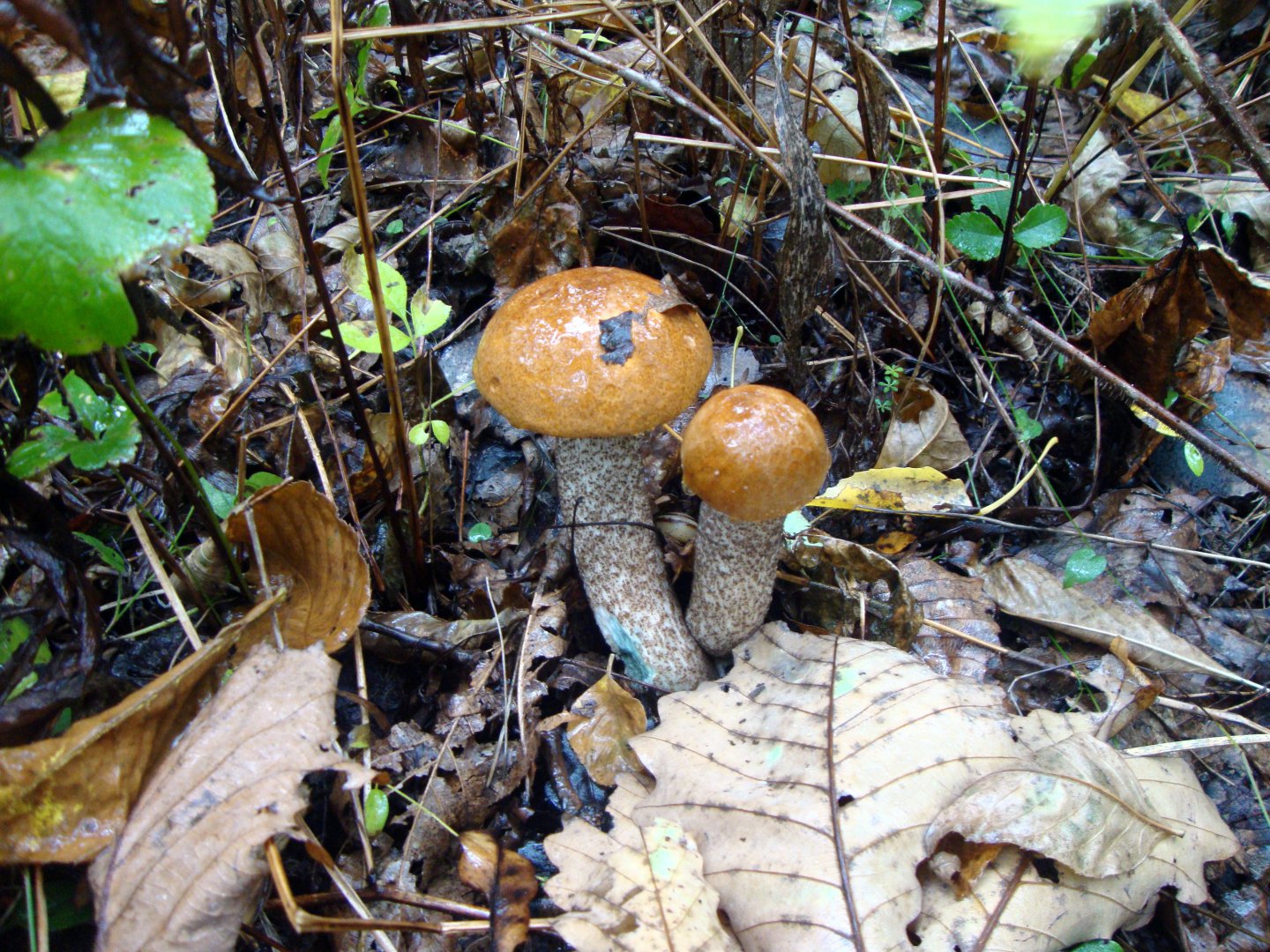 DSC01202.JPG