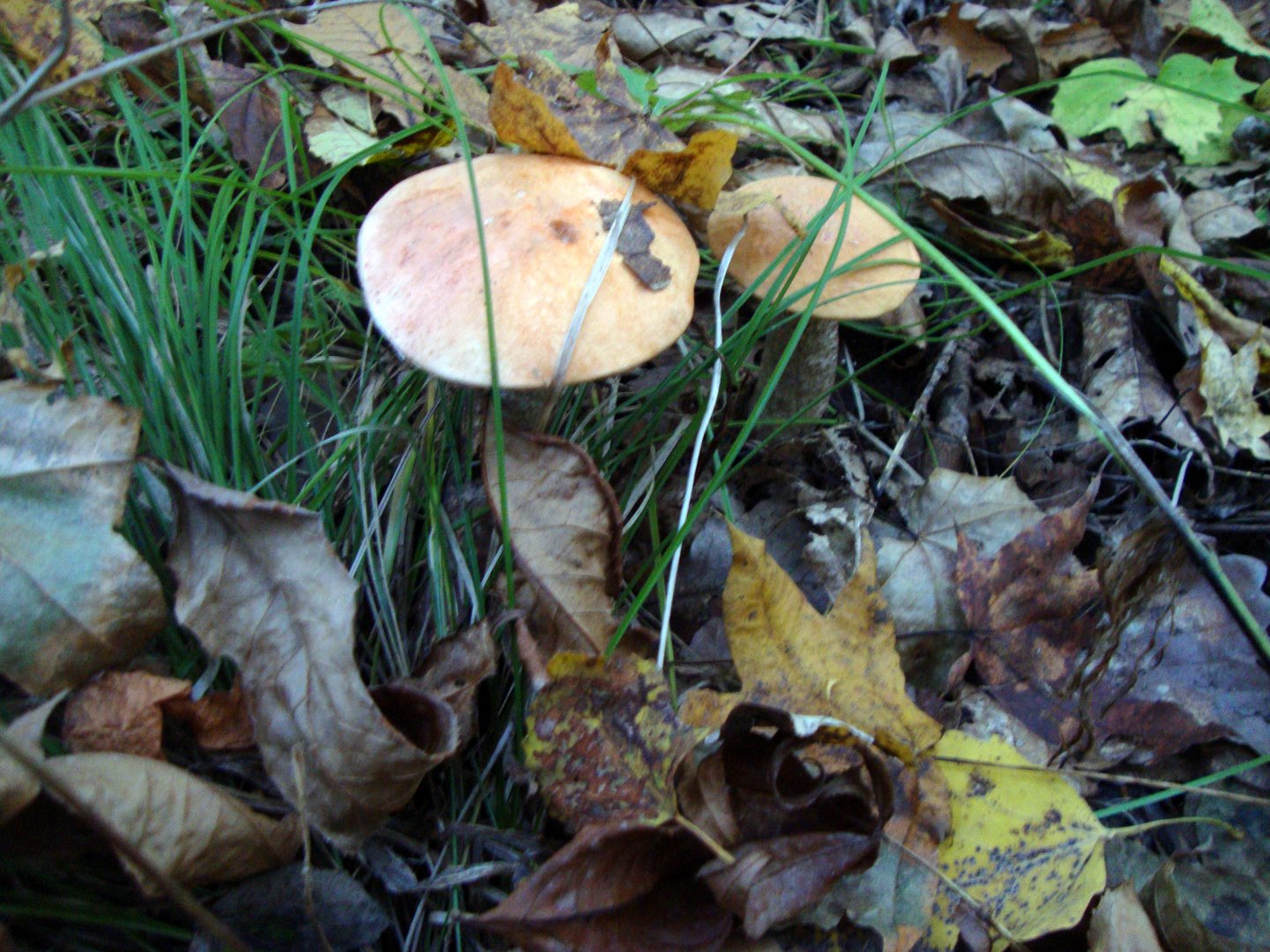 DSC01210.JPG