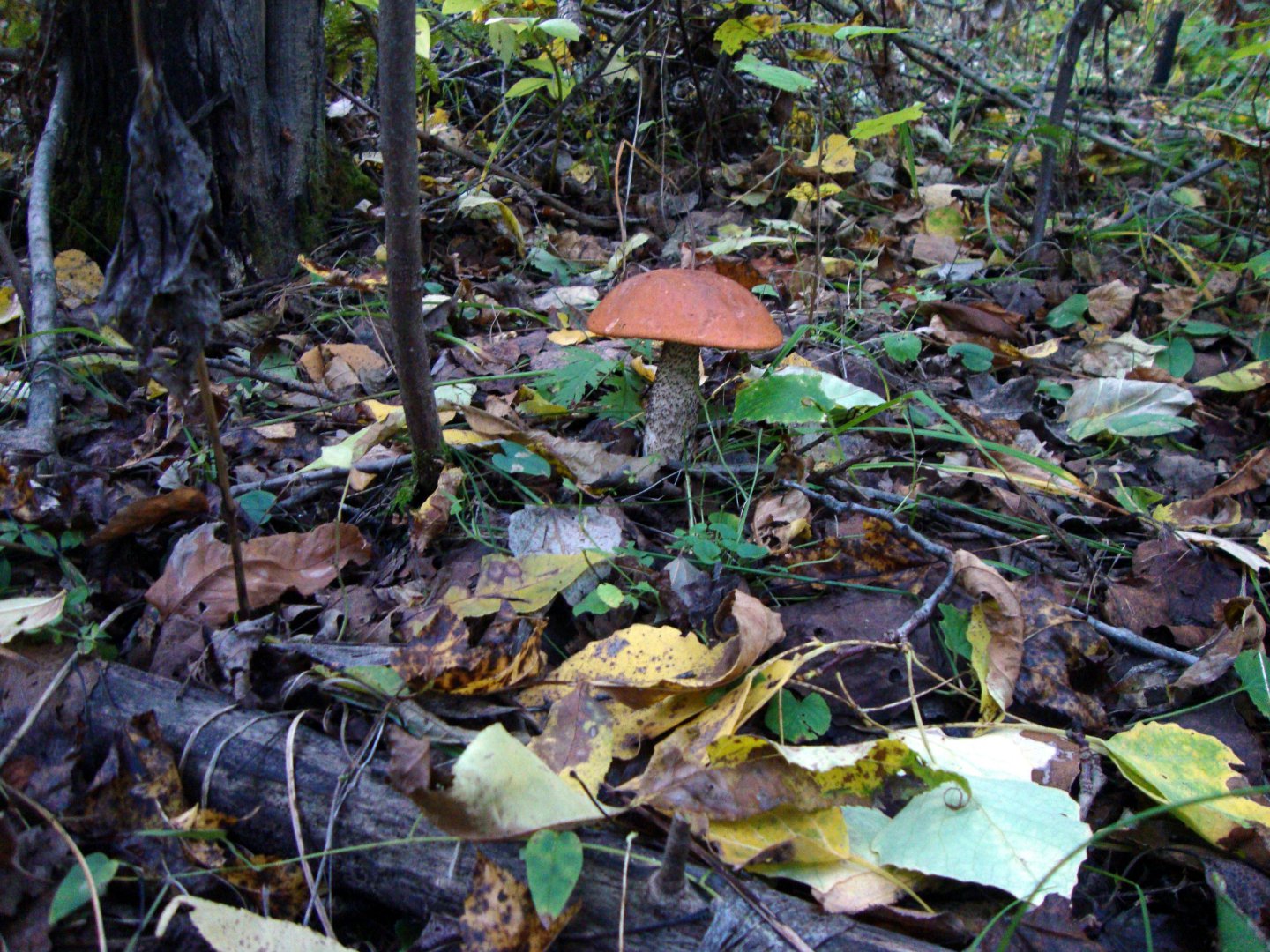 DSC01211.JPG