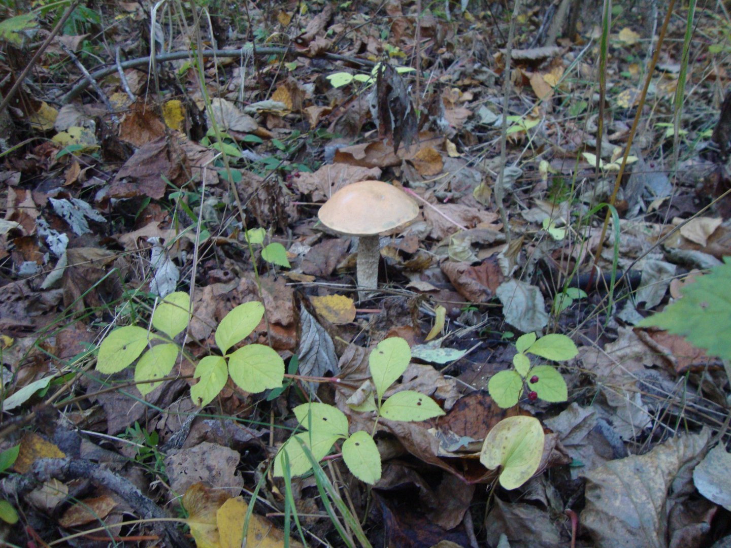 DSC01212.JPG