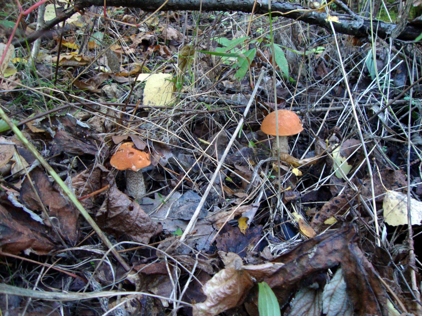 DSC01213.JPG