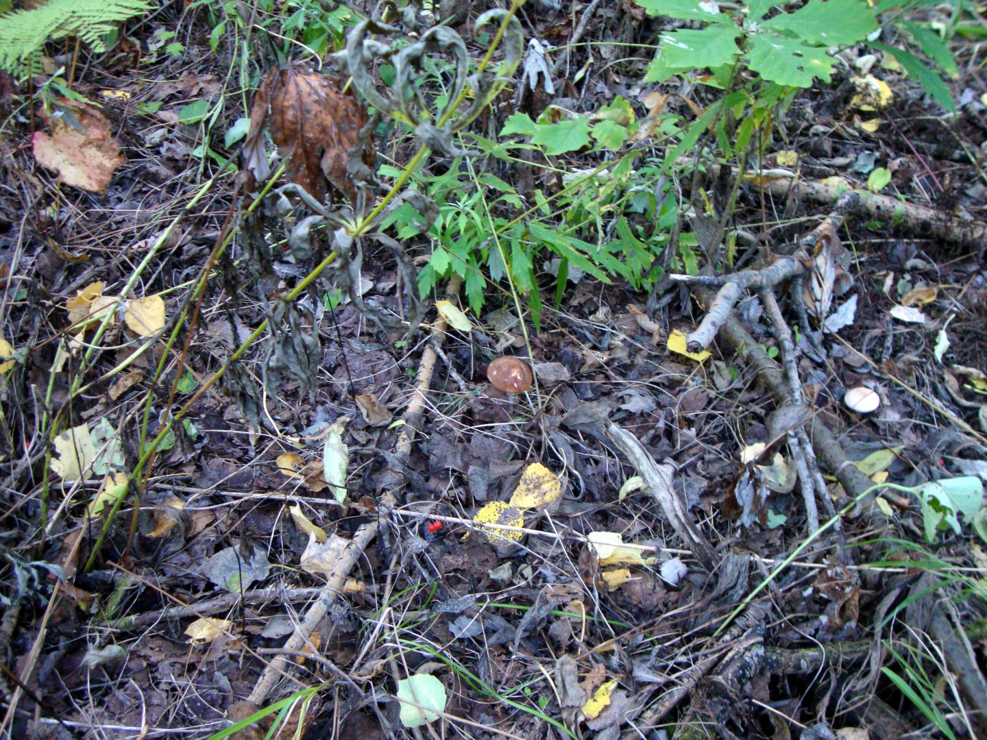 DSC01215.JPG