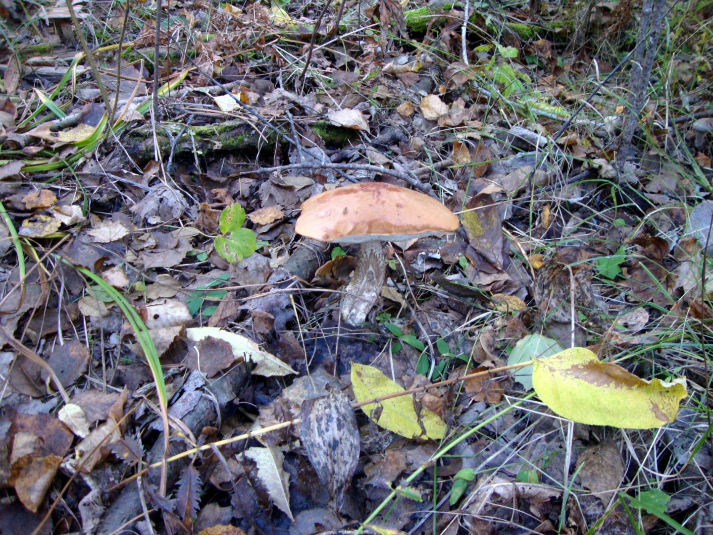 DSC01217.JPG