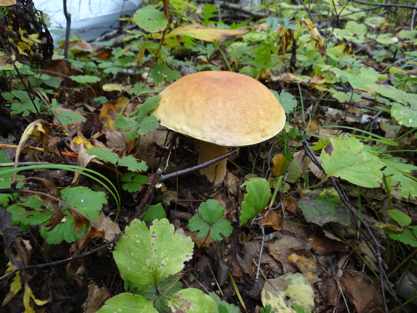 DSC01231.JPG