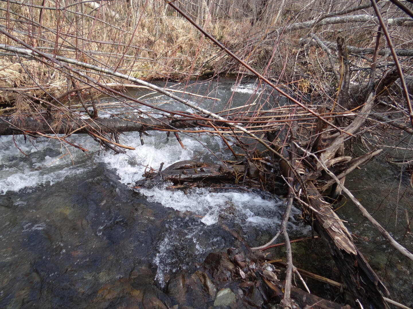 DSC01331.JPG