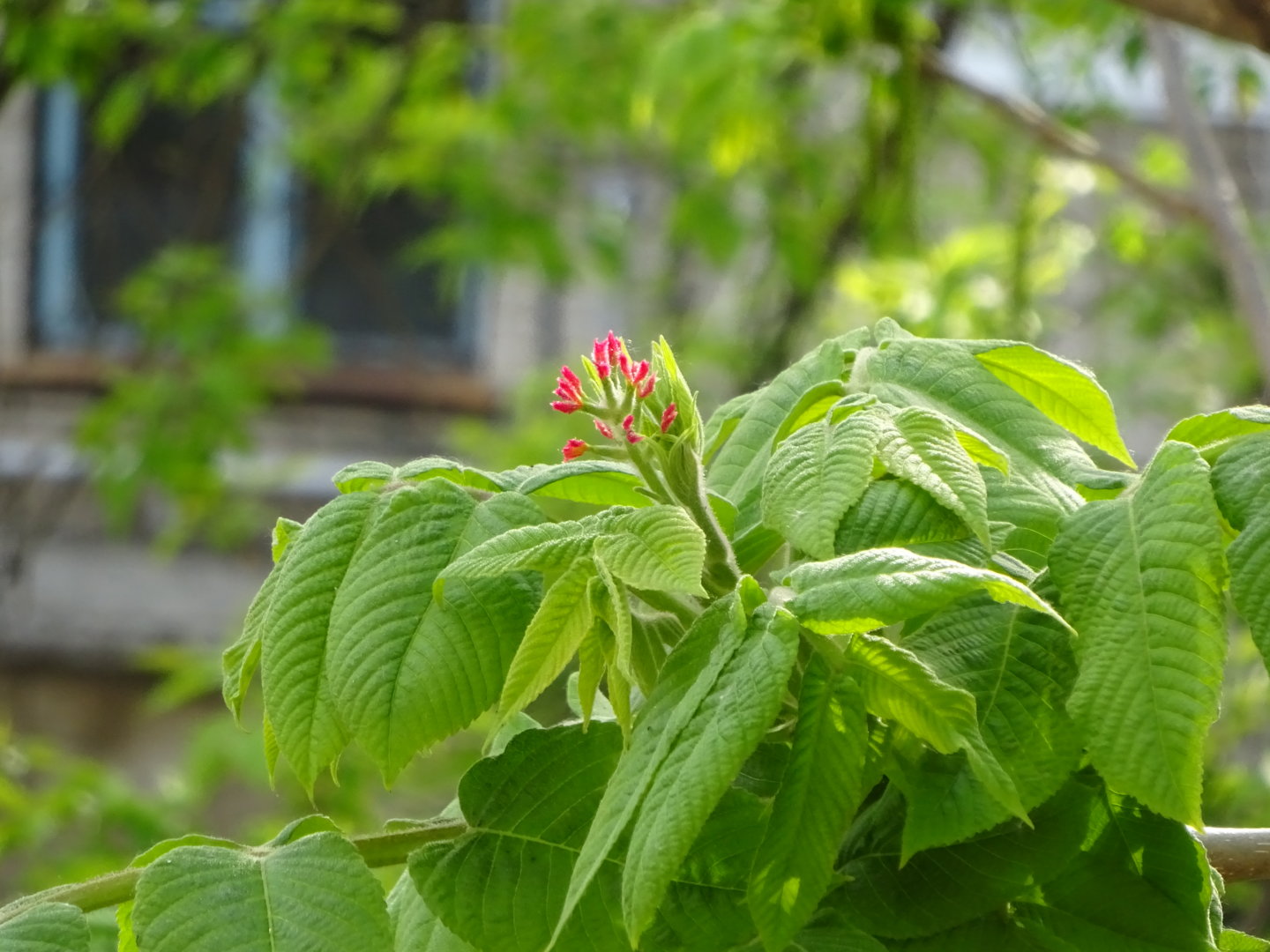 DSC01345.JPG