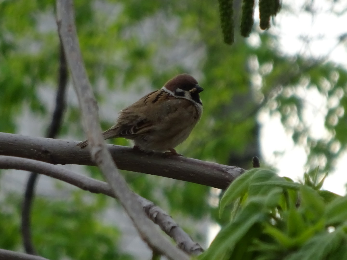 DSC01356.JPG