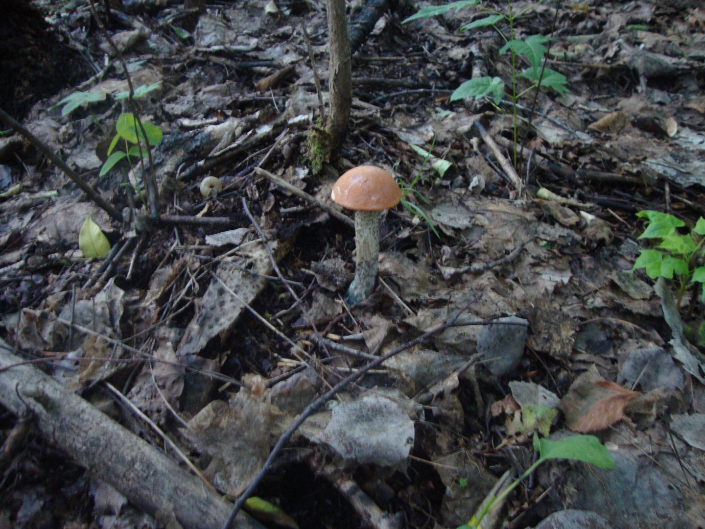 DSC01433.JPG
