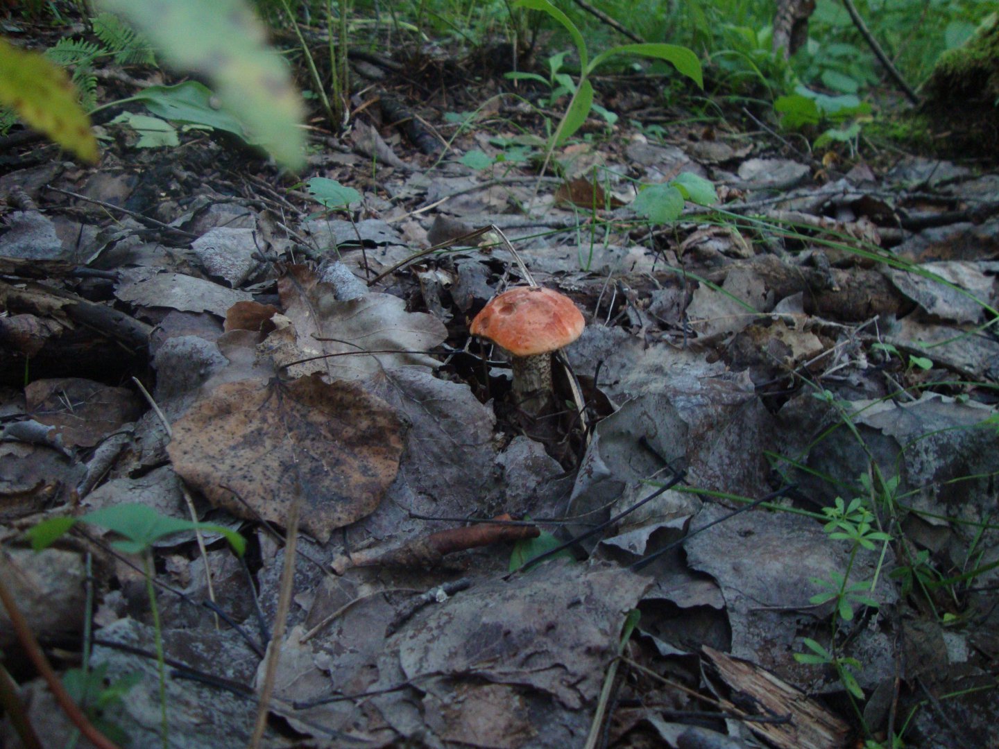 DSC01434.JPG