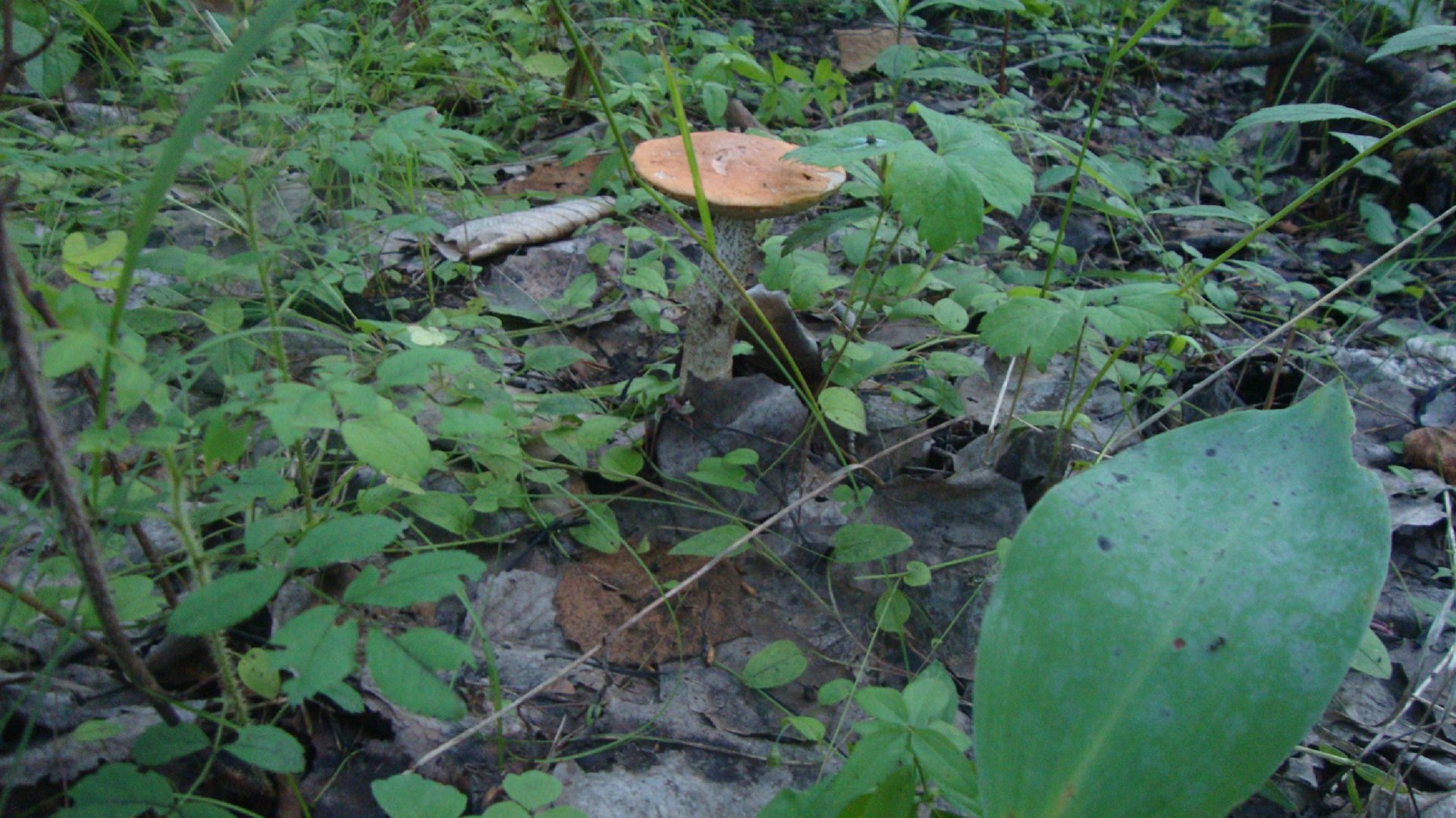 DSC01438.JPG