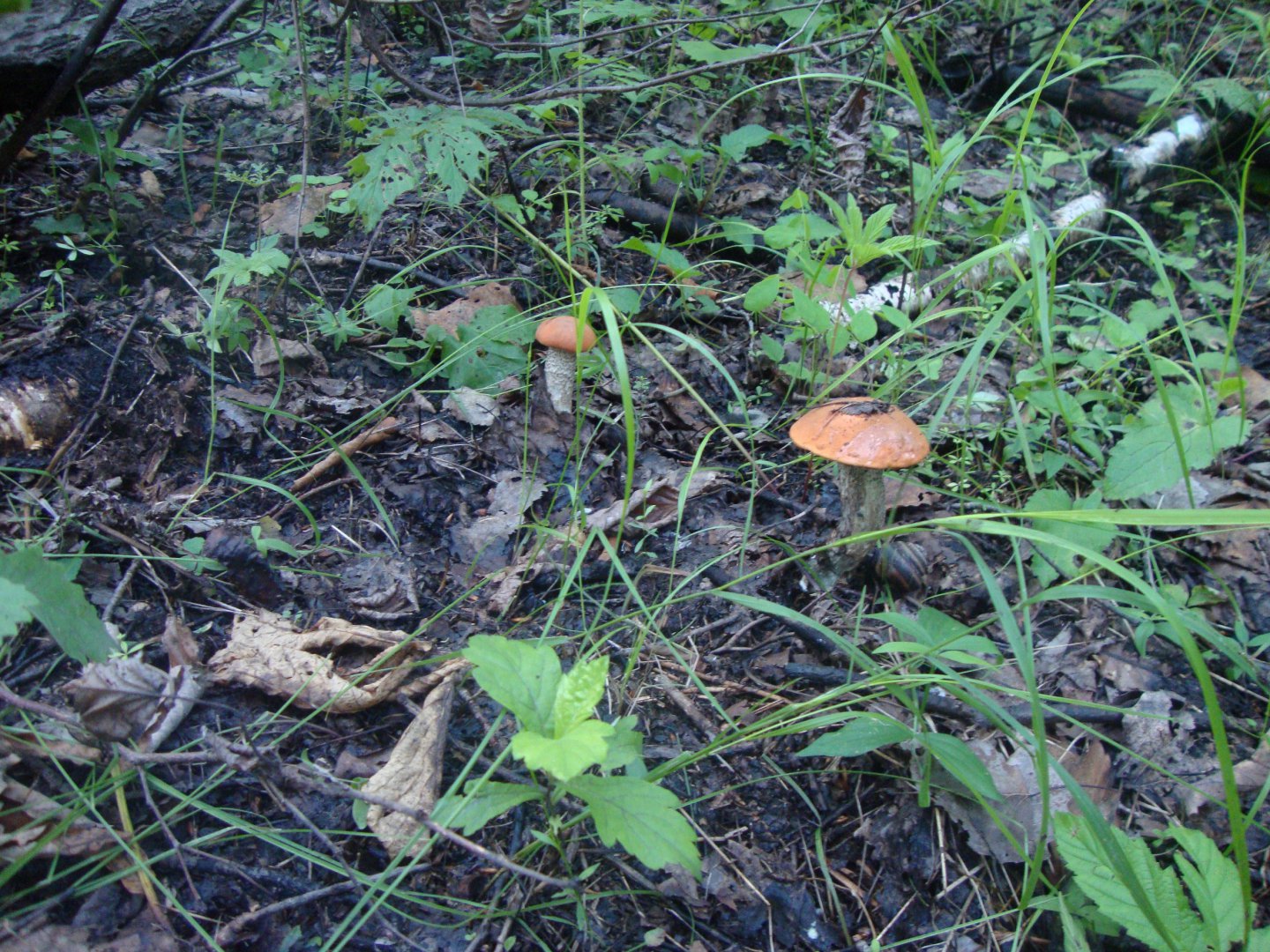 DSC01442.JPG