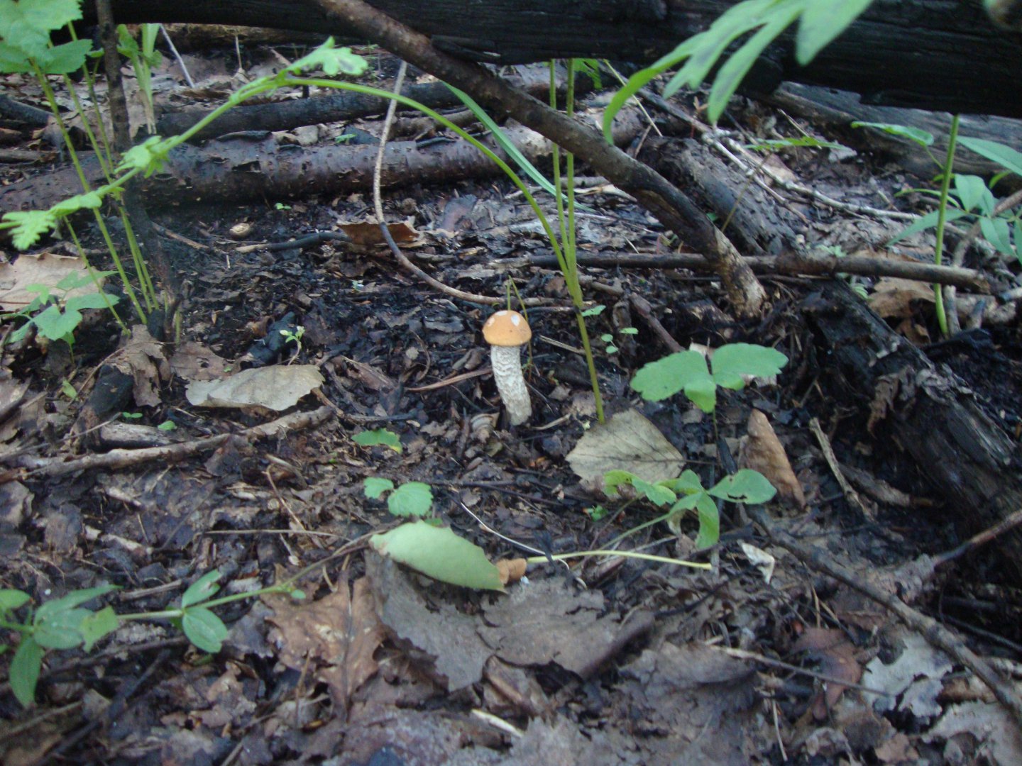 DSC01445.JPG