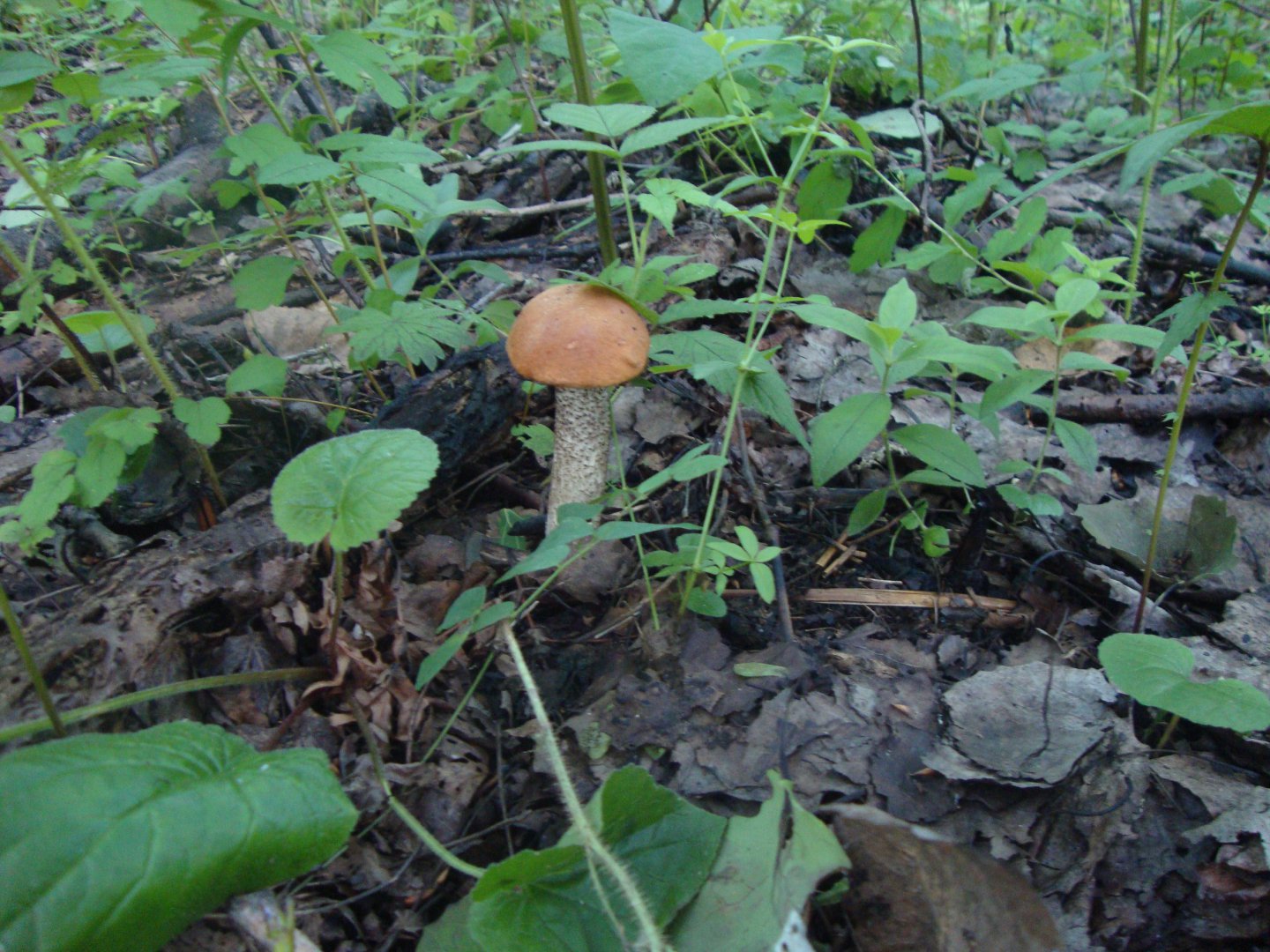 DSC01446.JPG