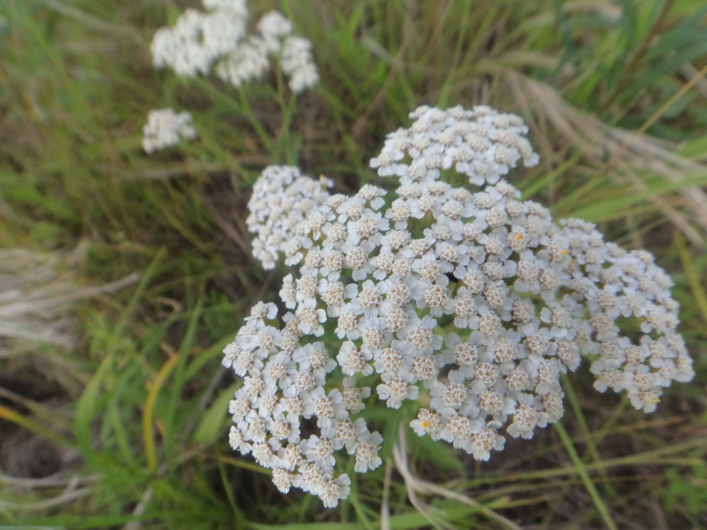 DSC01457.JPG