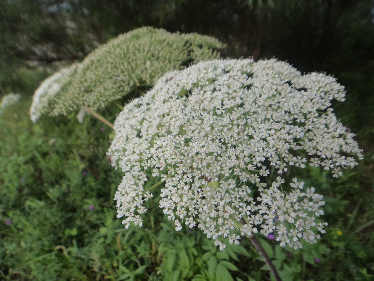 DSC01477.JPG