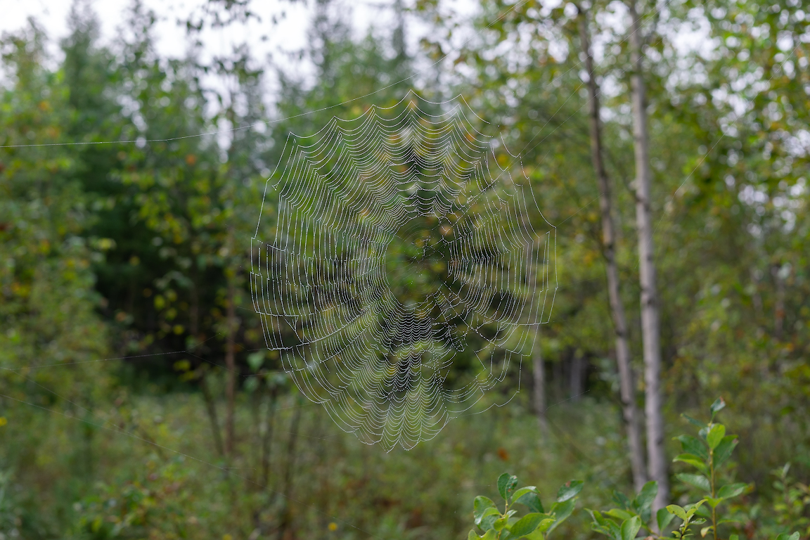 DSC01533.jpg