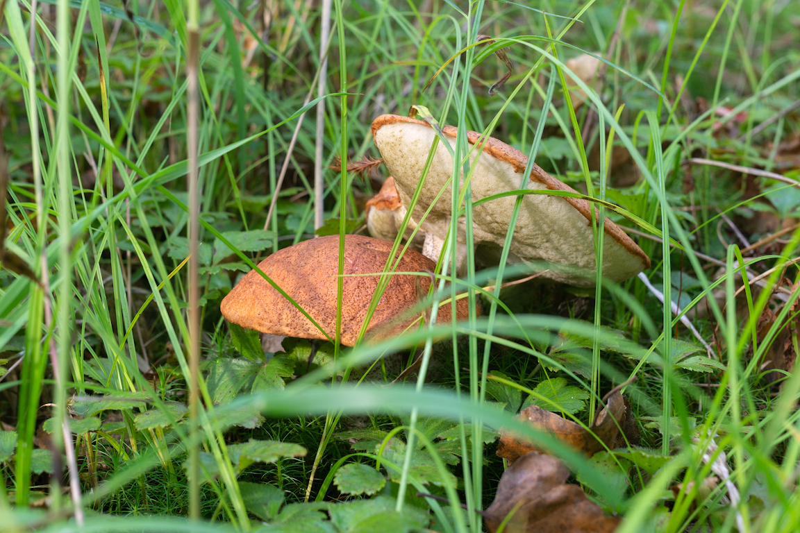 DSC01537.jpg