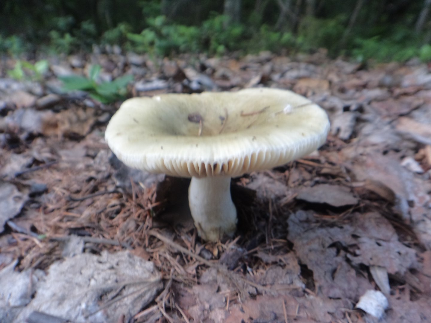 DSC01559.JPG