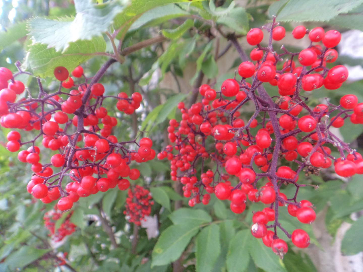 DSC01577.JPG