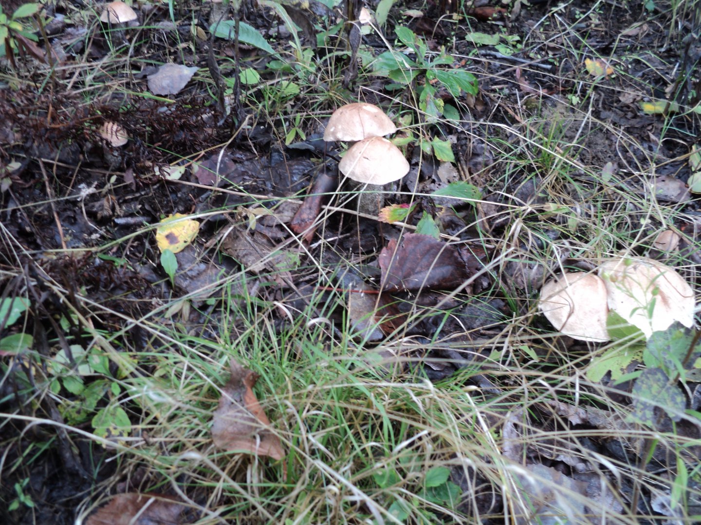 DSC01597.JPG