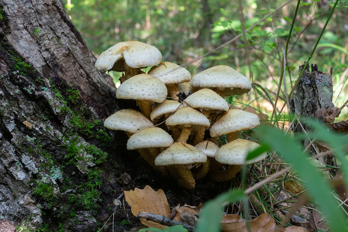 DSC01644.jpg