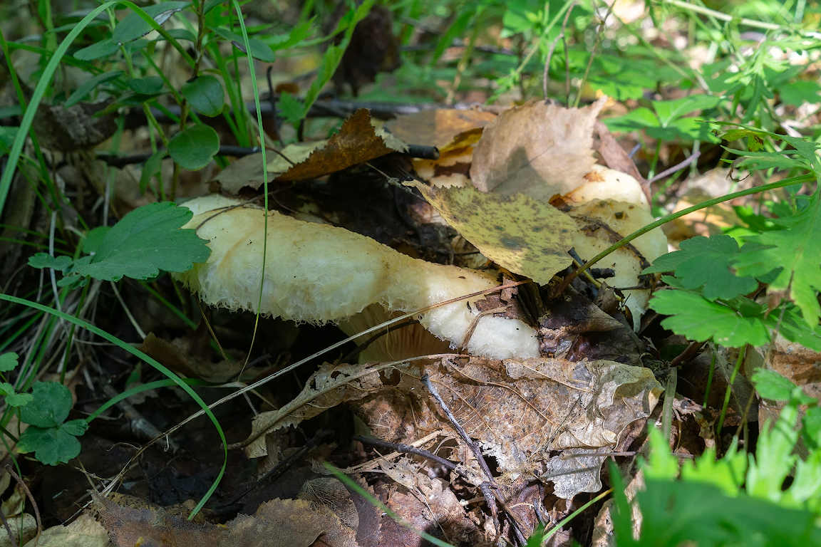 DSC01646.jpg