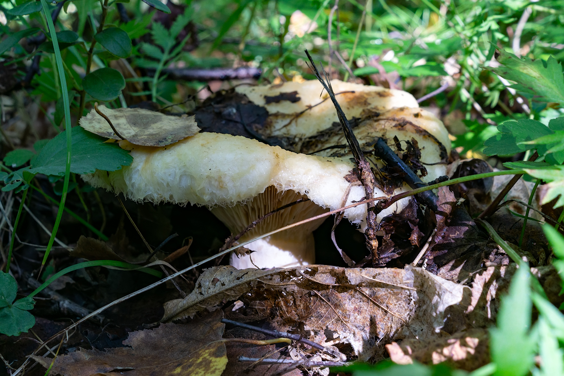 DSC01647.jpg