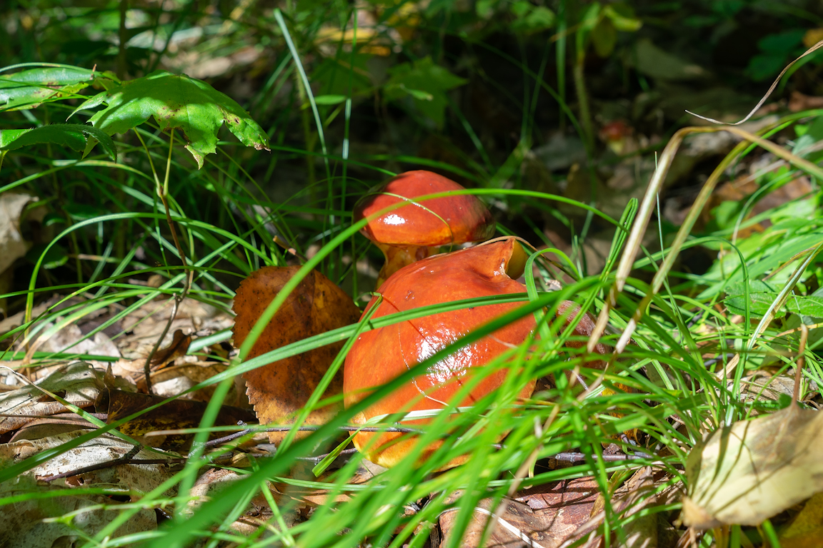 DSC01653.jpg