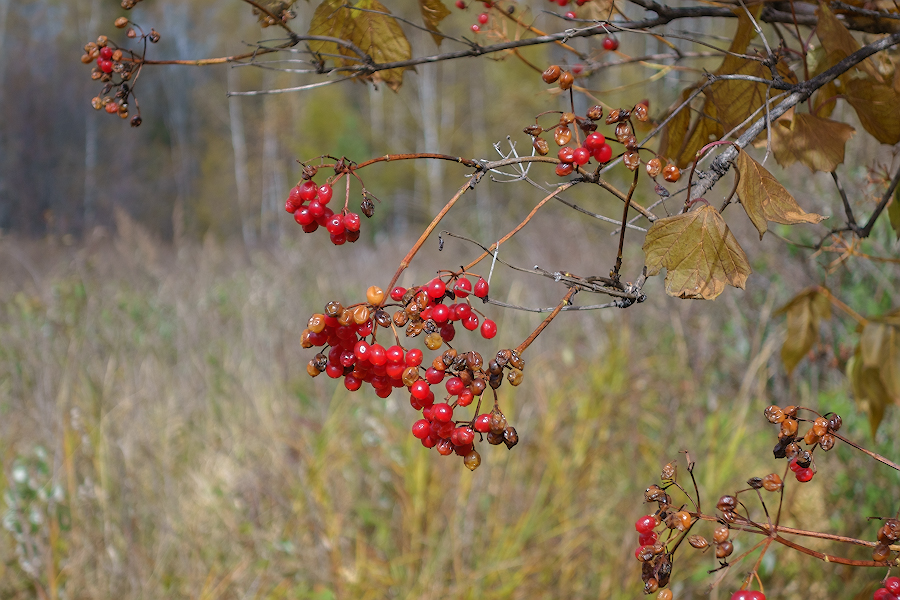 DSC01770.jpg