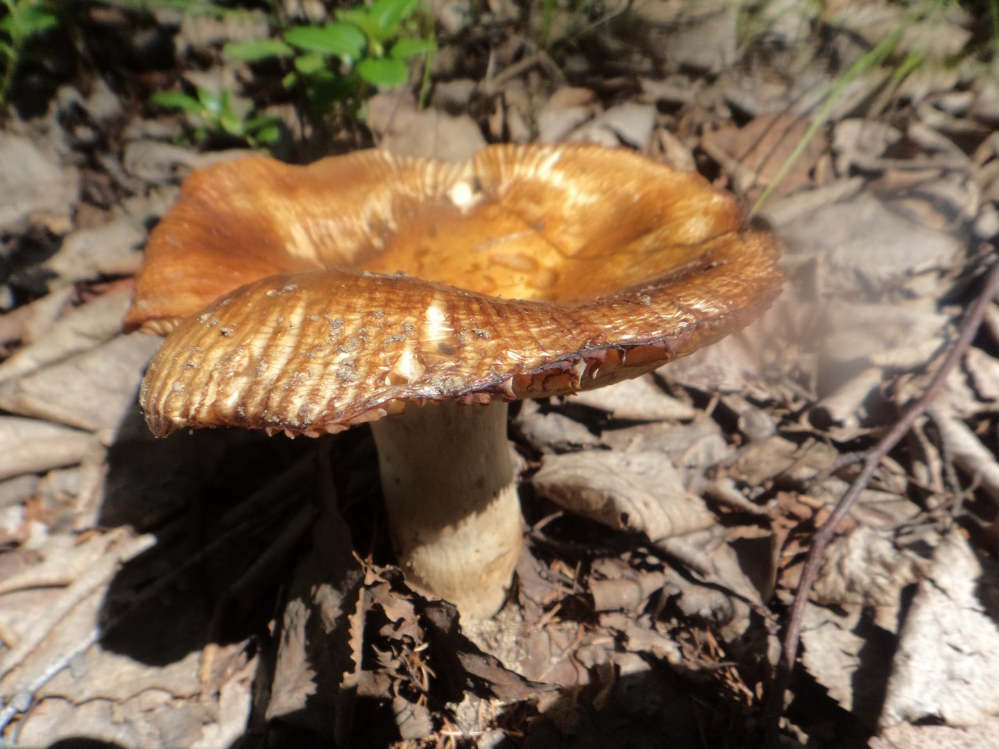 DSC01862.JPG