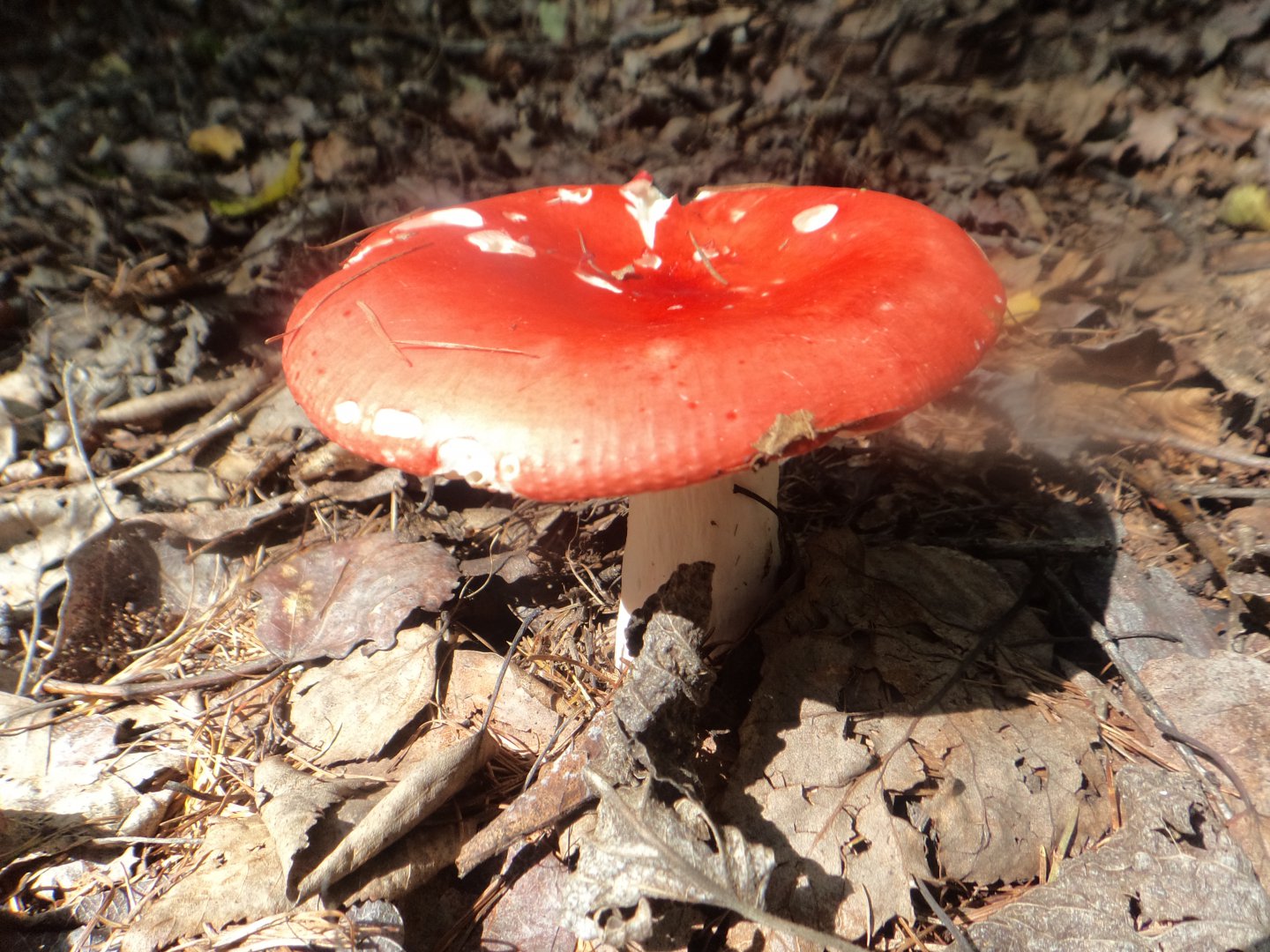 DSC01865.JPG